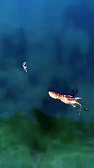 Ajeeb o gareeb Fish..