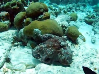 ОСЬМИНОГ VS ОСЬМИНОГ ЛЮБОВНЫЕ ИГРЫ