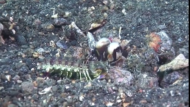 ОСЬМИНОГ ПРОТИВ КРЕВЕТКИ-БОГОМОЛА