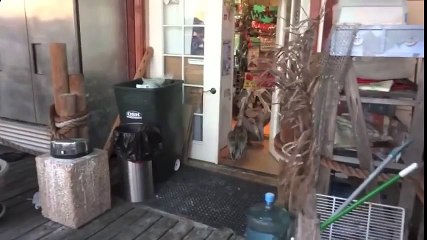 ЧАЙКА ПРОТИВ ПЕЛИКАНА