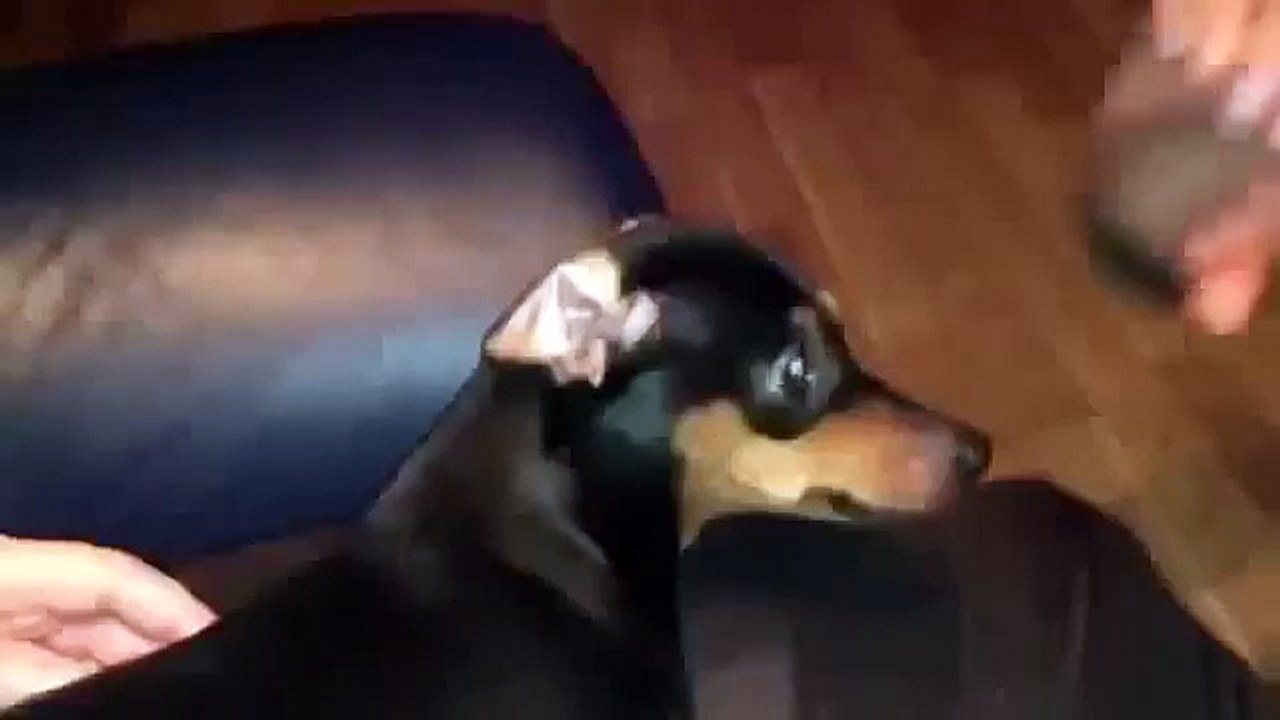 Êàê ïðàâèëüíî íàäóòü ñîáàêó