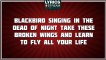 Blackbird - The Beatles tribute - Lyrics