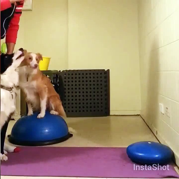 dog 4