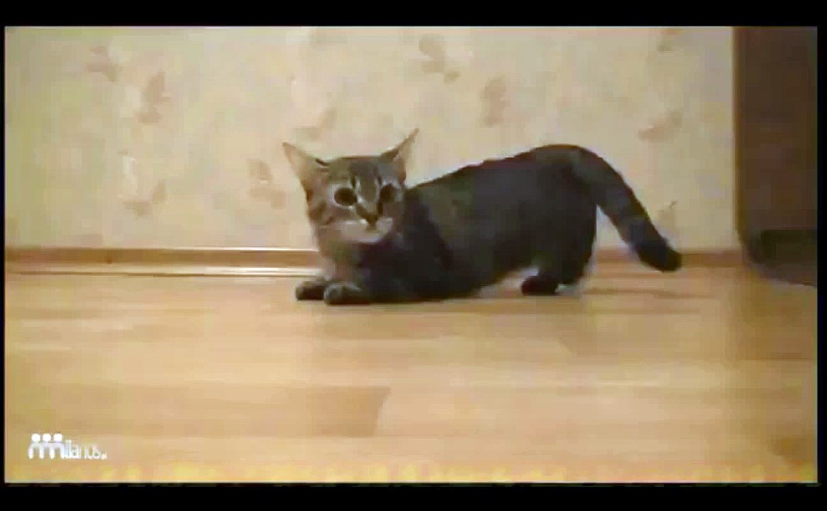 cat prikol