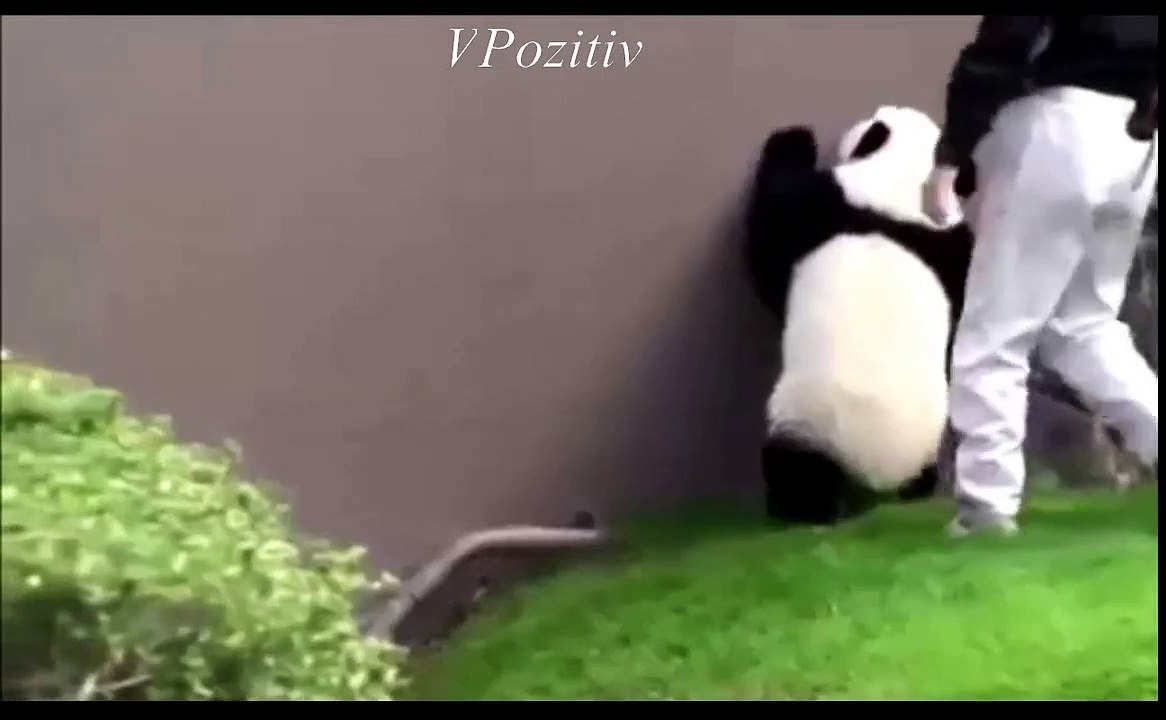 qqVPozitiv
