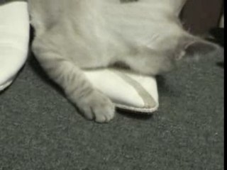 Snowball eating my shoes