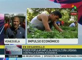 Promueven en Venezuela la agricultura urbana