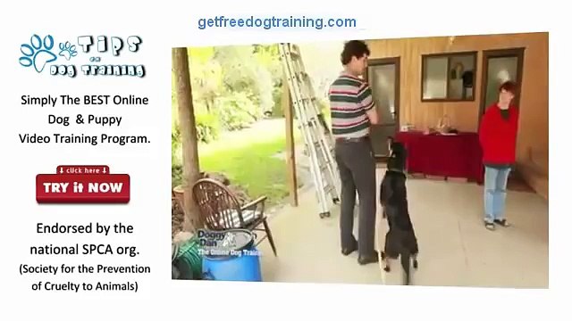 The Online Dog Trainer Review - Dogs not getting on, ignoring commands