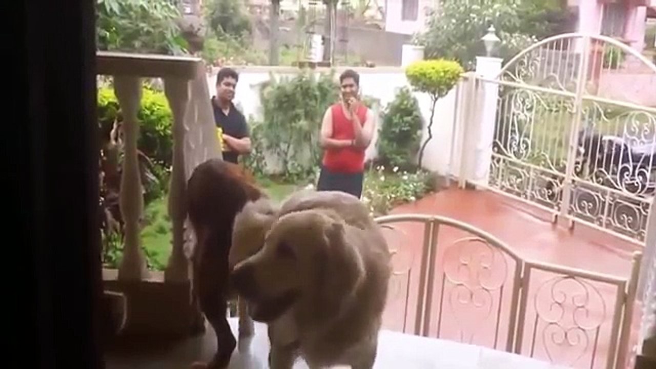 Funny Animal Videos (Funny Videos 720p)