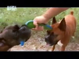 Wszystko o psach - Boxer i Bichon Frise