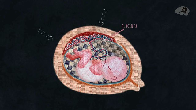 Для чего нужен менструальный цикл