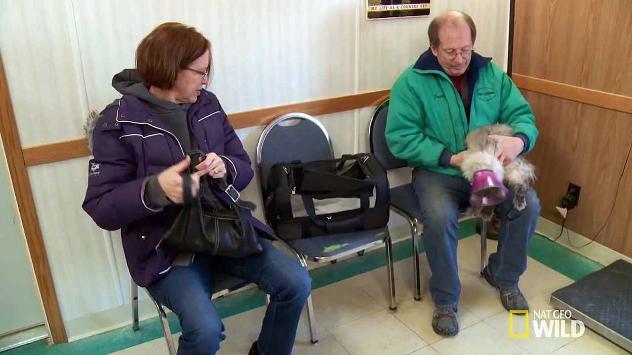 Popular Videos - The Incredible Dr. Pol