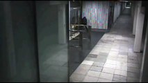 Fraser Hart Milton Keynes raid: Watch dramatic CCTV footage of robbers breaking into jewel