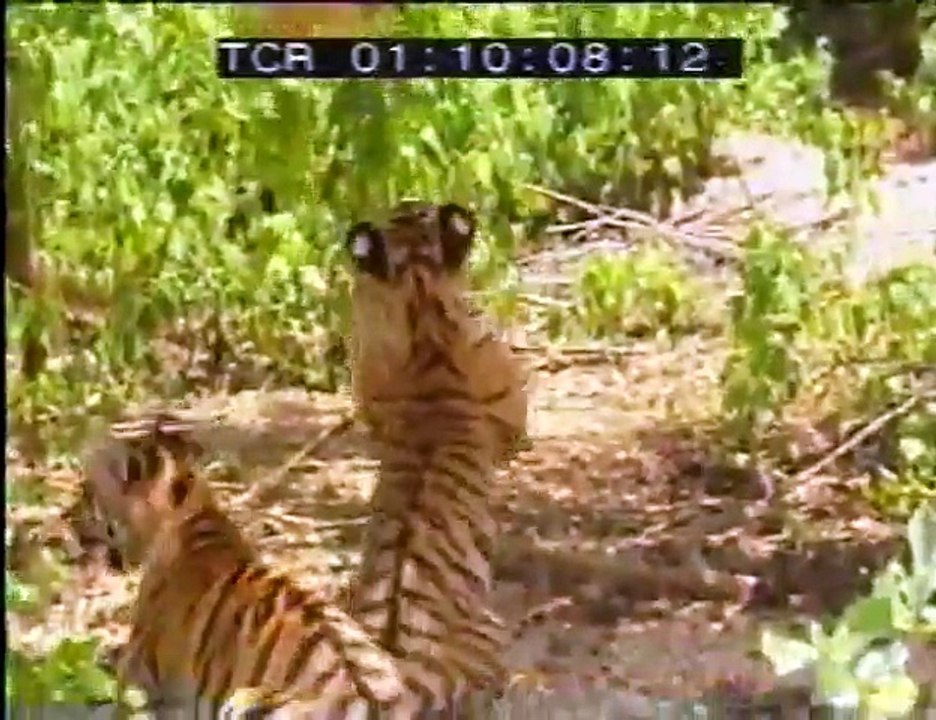 Monkey and Tigers Funny