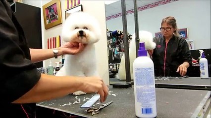 Scissoring the Bichon Frise with Tampa&#39;s Best Pet Groomer