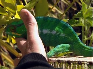 The Most Extreme - Hissy Fits