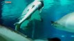 WATCH: Shark Eats Another Shark in South Korea Aquarium