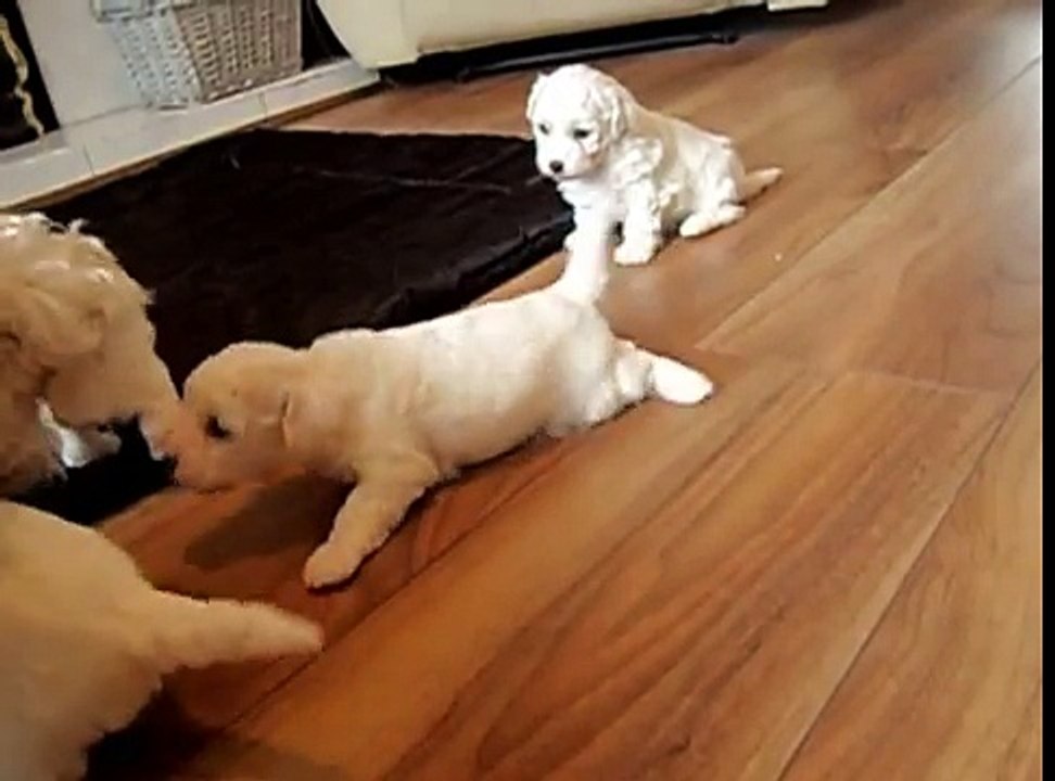 Bichon Frise Pups 4 Weeks Old