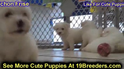 Bichon Frise, Puppies, For, Sale, In, Sacramento, California, CA, El Monte, Berkeley, Vallejo, Santa