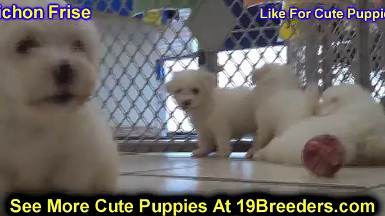 Bichon Frise, Puppies, For, Sale, In, Sacramento, California, CA, El Monte, Berkeley, Vallejo, Santa