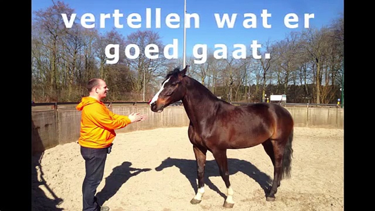 Clickertraining met paarden Waarom clickeren voor paarden zo goed werkt