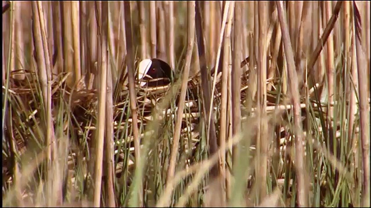 Life in the Reeds