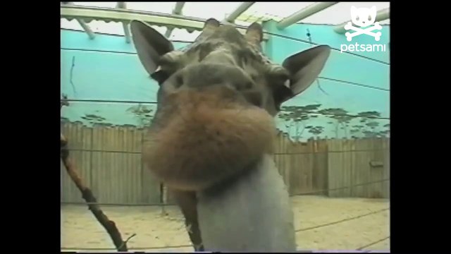 Baby Giraffe Licks Camera