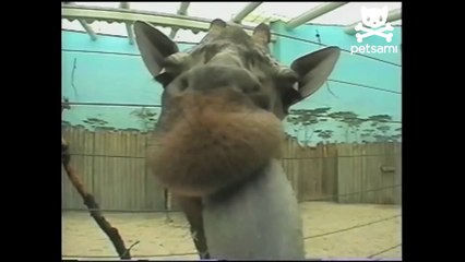 Baby Giraffe Licks Camera