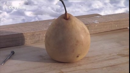 So cold a pear can be used like a hammer