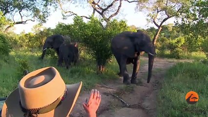 Angry Elephant Charges & Stabs Vehicle While on a LIVE Streaming Safari!!