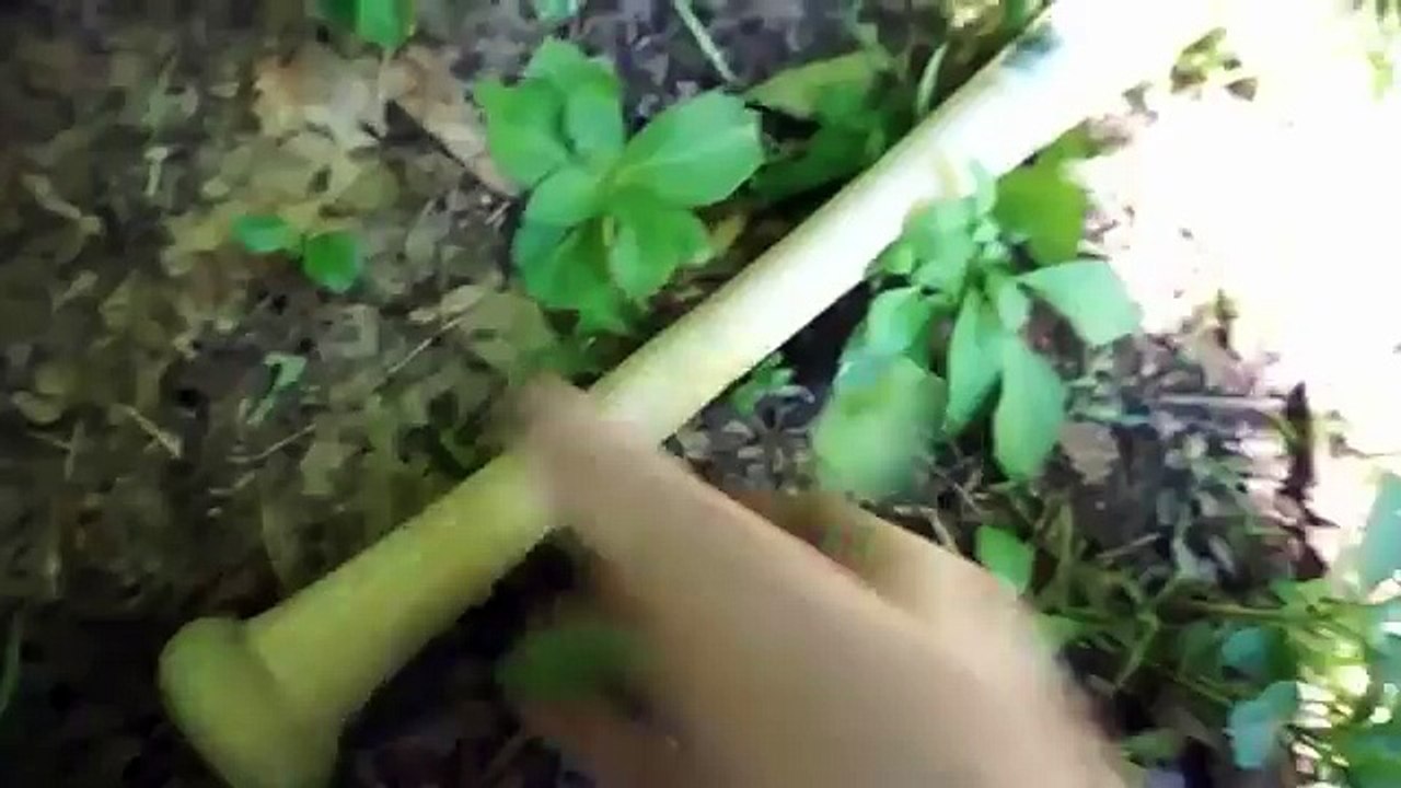 The Singing Guru Review