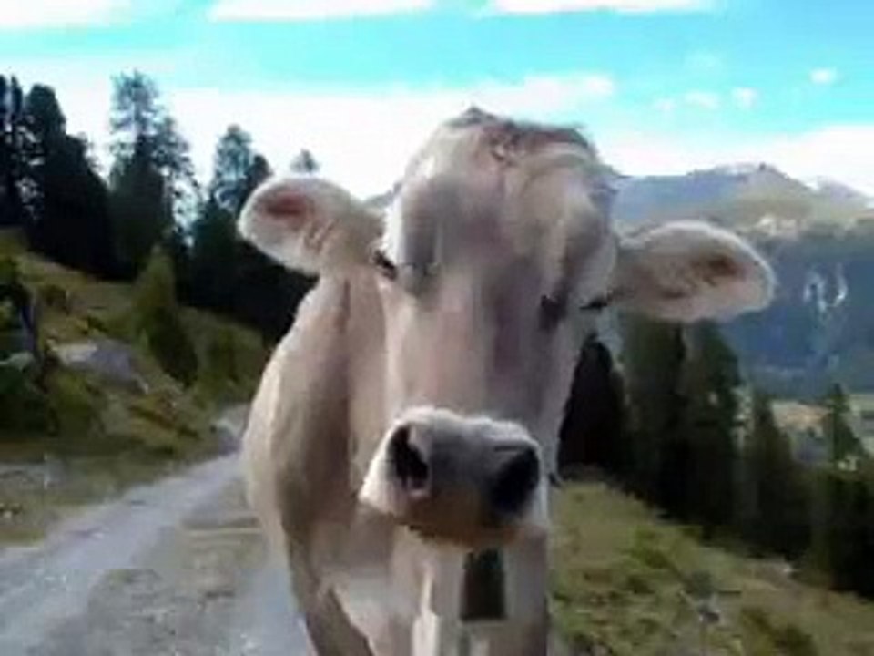 La Vaca En El Aeropuerto