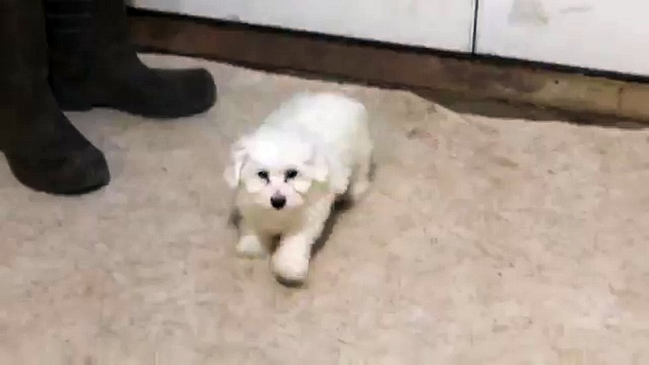 Bichon Frise Puppy For Sale