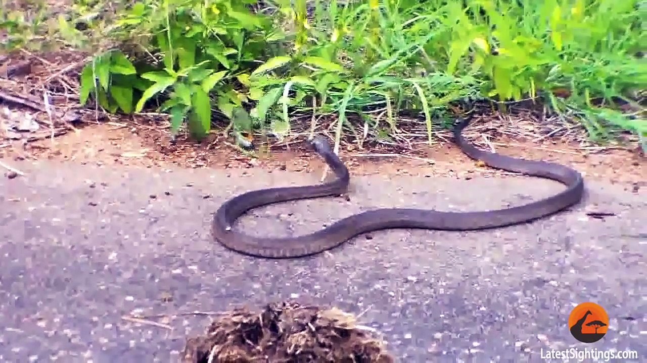 Battle Between a Boomslang Snake and a Flap-Necked Chameleon