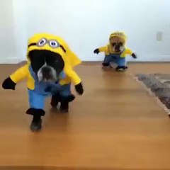 dog like Minions