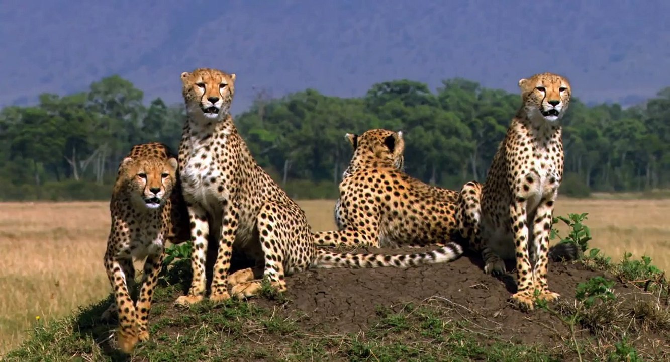 African Cats  Never Get Fresh With An Ostrich - Clip