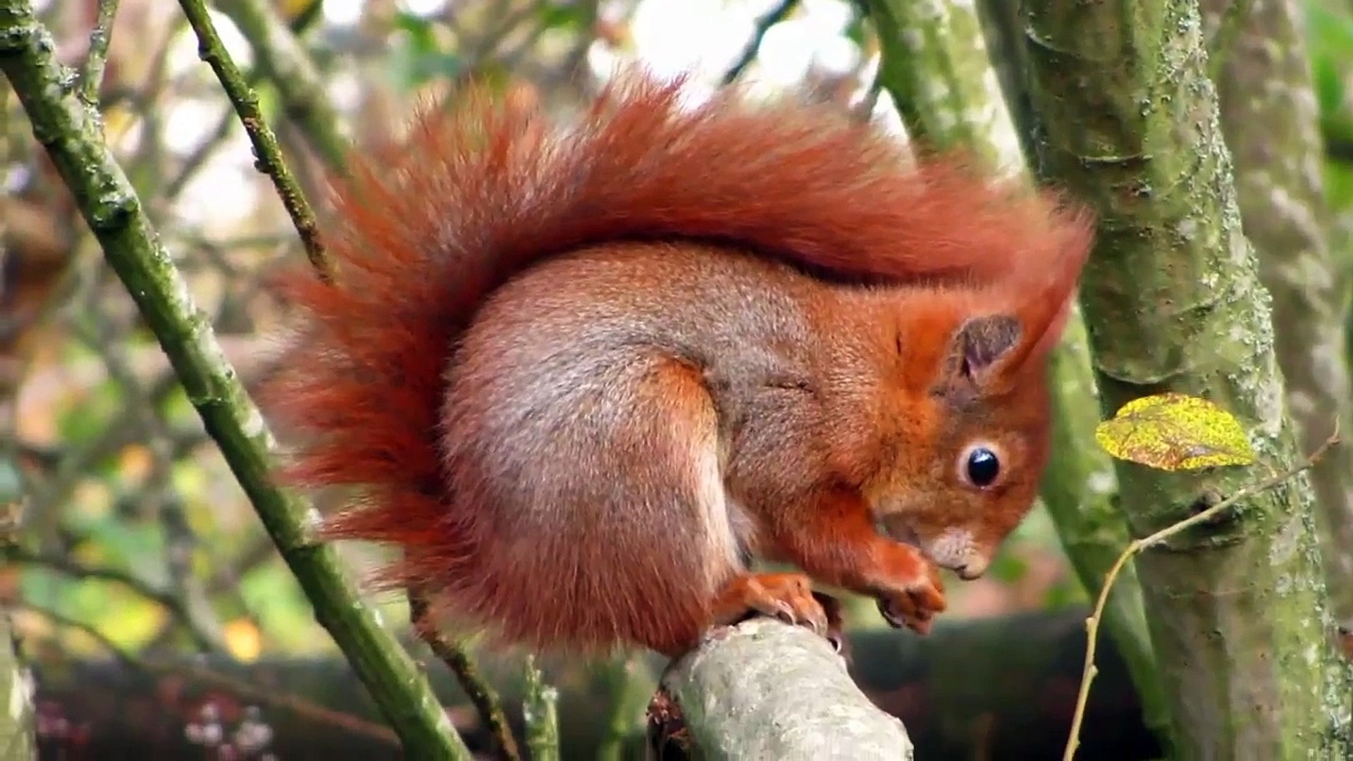 Squirrels-Beautiful Squirrel Video-Lovely-Nice