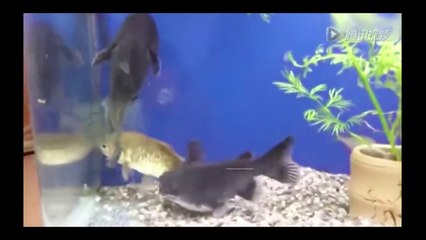 Ewww!! Catfish swallows an equal sized fish in 1 minute less