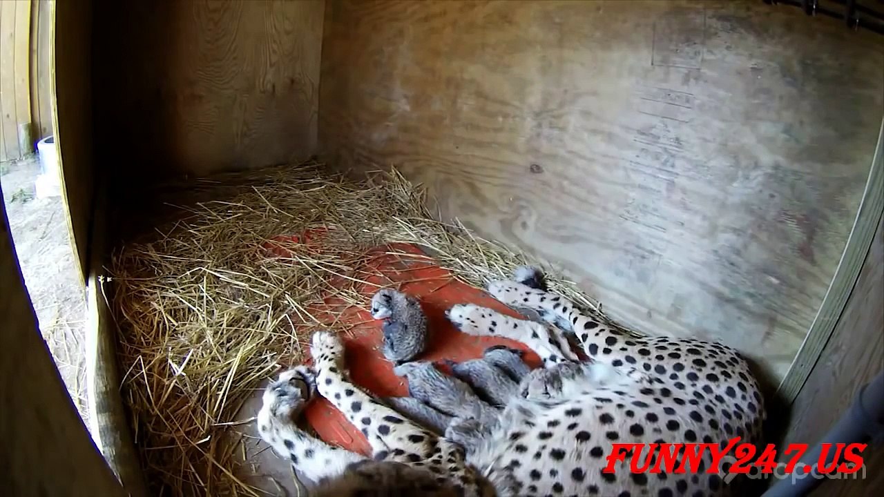 Animals Giving Birth Videos