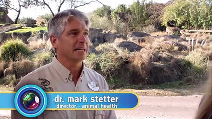 African Cats  Movie Surfers - Surfer Safari