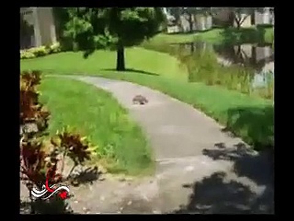 Great speed of turtle. Who say that turtle is slow
