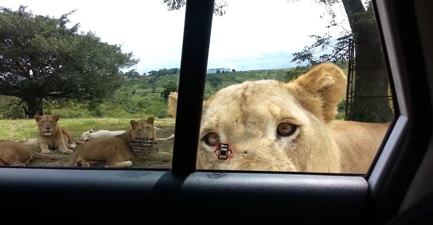 Lion opens car door