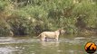 Lioness Reacts To A Crocodile Taking Her Cub - Latest Sightings