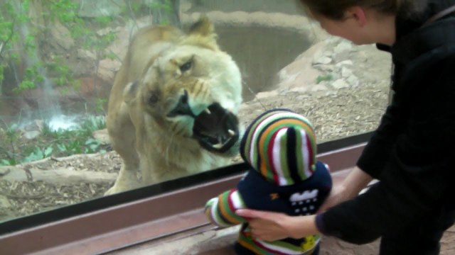 Lioness tries to eat baby at the zoo