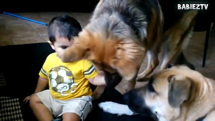 Big Dogs Plying with Babies