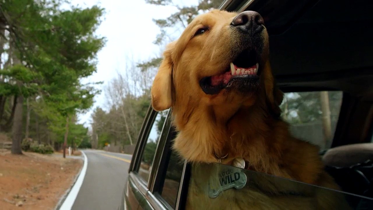 Top 3 Super Dogs | BarkFest