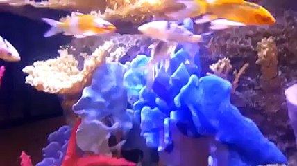 La Casa De Mis Sueños