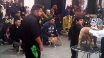 Show IBKC Barcelona cachorros de 3 a 6 meses. (Latest Sport)