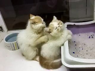 Kitty cat is enjoying the full massage package