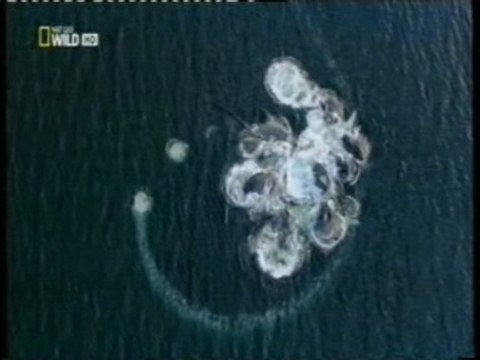 Inteligencia animal: Ballenas jorobadas (Tecnica de la red de burbujas)